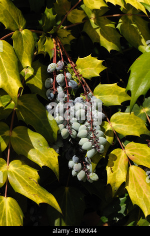 Berries on Mahonia X media leaves Stock Photo