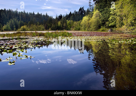 Beaver lake, Stanley Park, Vancouver Stock Photo