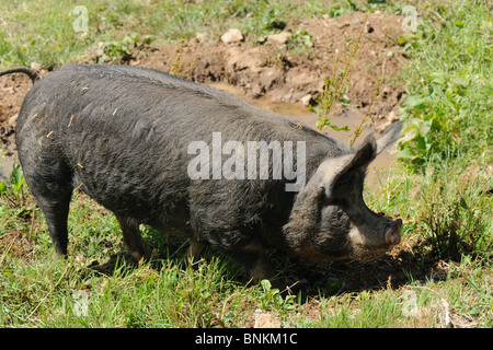 Berkshire sow beside watering hole in domestic setting Stock Photo