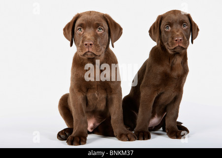 Labrador Retriever dog - two puppies - sitting Stock Photo