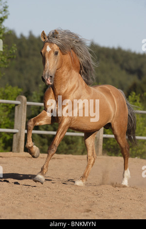Pure Spanish-bred  horse galloping Stock Photo