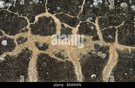 Weathered, cracked wall mortar - France. Stock Photo