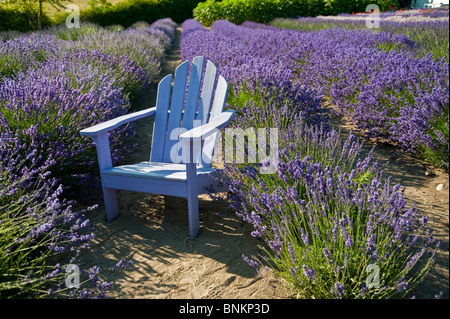 An light blue colored wooden chair in the middle of blooming lavenders Stock Photo