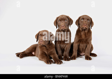 Labrador Retriever dog - three puppies Stock Photo