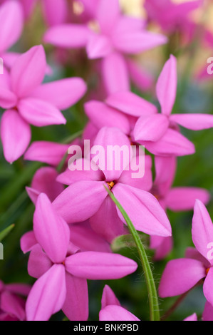 Rhodohypoxis milloides flowers Stock Photo