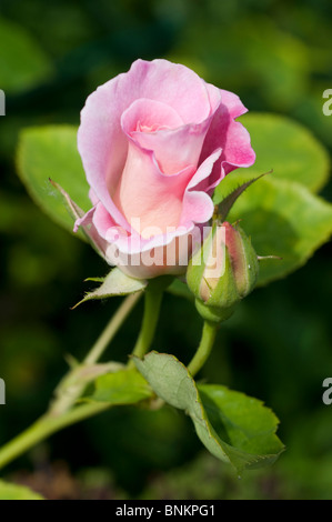 Rose Rosa Marinette Auscam Stock Photo