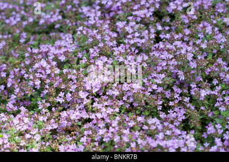 woolly thyme thymus pseudolanuginosus