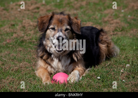 Elderly brown sheep dog with ball Tara UK Stock Photo