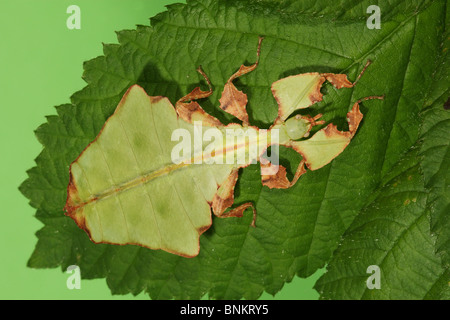 Walking Leaf, Leaf Insect (Phyllium bioculatum) on a leaf Stock Photo