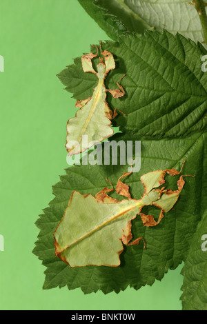 Walking Leaf, Leaf Insect (Phyllium bioculatum). Two indivuduals on leaves Stock Photo