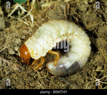 Common Cockchafer larva / Melolontha vulgaris Stock Photo