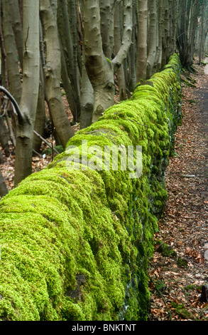Mossy stone wall Cromford, Derbyshire Stock Photo