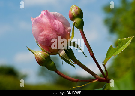 Rose Rosa Penny Lane HARDWELL Stock Photo