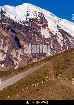 A Herd of Mountain Goats on The Sunrise Side of Washington State's Mount Rainier on a Clear Day Stock Photo