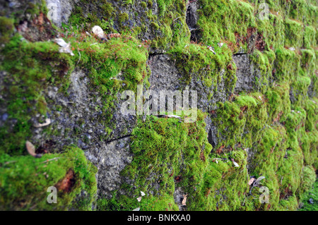 Stone gray extruding bricks with old green rustic moss grass growing on them. Stock Photo