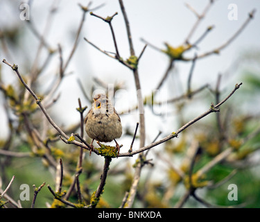 singing European wren - troglodytes Stock Photo