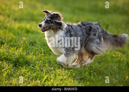 Australian Shepherd dog running meadow Stock Photo