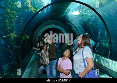 Kelp Forest exhibit at the California Science Center's new Ecosystems wing. Stock Photo