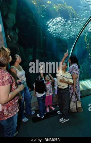 Kelp Forest exhibit at the California Science Center's new Ecosystems wing. Stock Photo