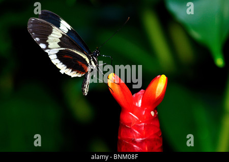 A butterfly on a red ginger flower bulb. Stock Photo