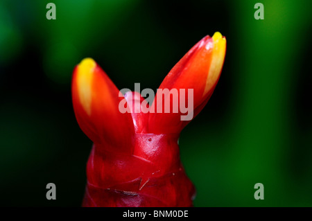 Red ginger flower bulb. Stock Photo