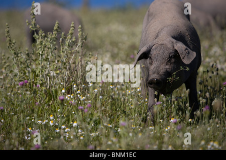 Spanish Iberian pigs, the source of Iberico ham known as pata negra, graze in a daisy field in Prado del Rey, Cadiz, Spain. Stock Photo