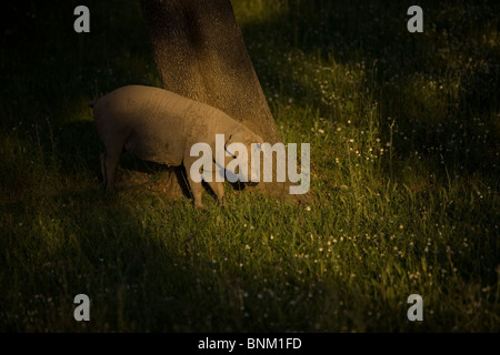 An Iberian pig, the source of Iberico ham known as pata negra Stock Photo -  Alamy