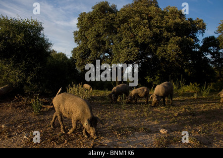 Iberian pigs, the source of Iberico ham known as pata negra, graze in the countryside on a farm in Prado del Rey, Cadiz, Spain. Stock Photo