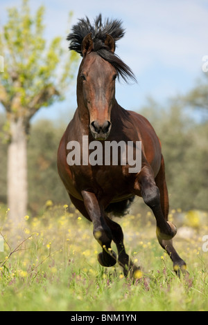 Pure Spanish-bred horse galloping meadow Stock Photo