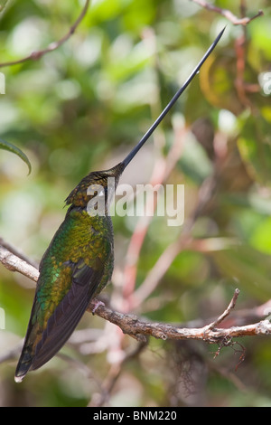 Sword-billed Hummingbird (Ensifera ensifera), female. Stock Photo