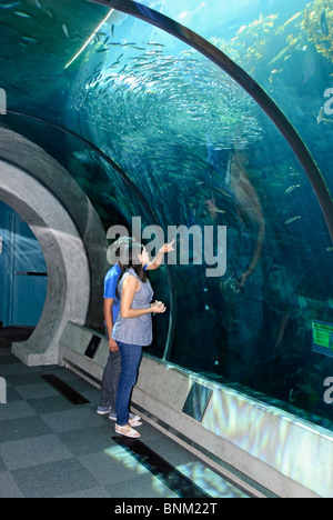 Kelp Forest exhibit at the California Science Center's new Ecosystems wing. Stock Photo