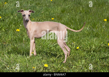 Italian Greyhound dog standing meadow Stock Photo