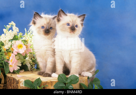 two cute ragdoll kittens sitting next to each other looking up ...