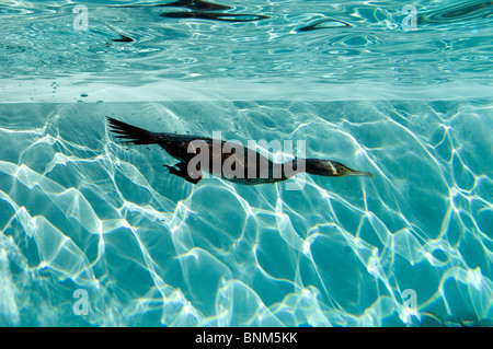 Cormorant diving Phalacrocorax carbo bird swimming dive underwater unterwaterpicture nature animal Stock Photo