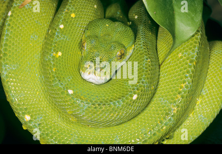 green tree python / Morelia viridis Stock Photo