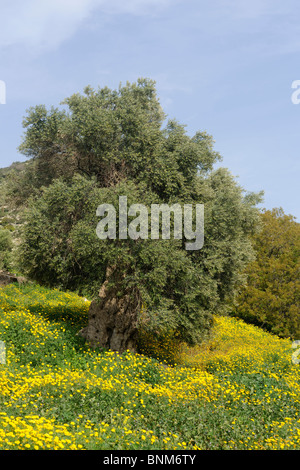 Olive tree (Olea europaea) on a hillside in Cyprus, with yellow wild flowers Stock Photo