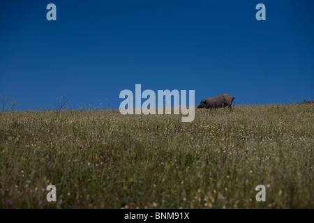 An Spanish Iberian pig, the source of Iberico ham known as pata negra, grazes in the countryside in Prado del Rey, Cadiz, Spain. Stock Photo