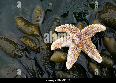 Common Starfish Asterias rubens On A Spiral Wrack Fucus spiralis Covered Rock At New Brighton, The Wirral, Merseyside, UK Stock Photo