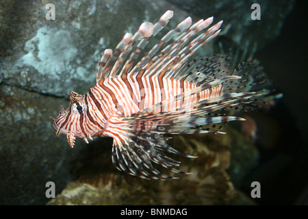 Red Lionfish Pterois volitans Stock Photo