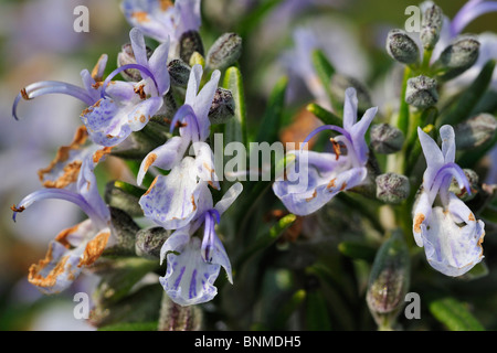 Rosemary (Rosmarinus officinalis) flowers, close up, Belgium Stock Photo