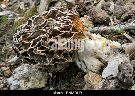 Common morel / yellow morel / true morel / morel mushroom / sponge morel (Morchella esculenta) Stock Photo
