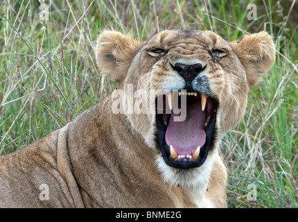 Snarling lioness Lioness (Panthera leo nubica) in the Masai Mara National Reserve, Kenya in the Masai Mara