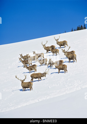 Red Deer - several males and females in the snow / Cervus elaphus Stock Photo