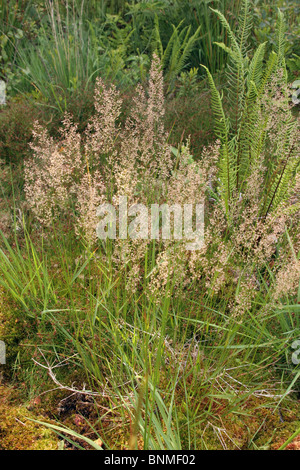 Bristle bent grass (Agrostis curtisii : Poaceae) on heathland, UK. Stock Photo