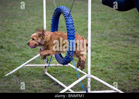 English Cocker Spaniel Cocker Spaniel Hunting dog agility playing jumping through tire activity dog breed pet hound English dog Stock Photo