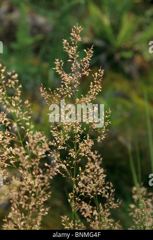 Bristle bent grass (Agrostis curtisii : Poaceae) on moorland, UK. Stock Photo