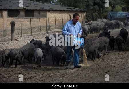 A farmer feeds grain to Spanish Iberian pigs, the source of Iberico ham known as pata negra, in Prado del Rey, Cadiz, Spain. Stock Photo