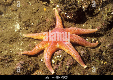 Purple Sunstar, underwater in Broadhaven Bay out of St Abbs. Underwater photography. Scuba diving. Stock Photo