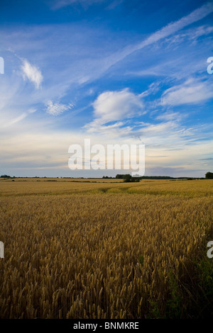 Suffolk Landscape Wheat Crops ripening on agricultural land. in Thurlow Suffolk, East Anglia Stock Photo
