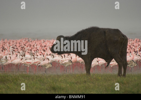 Water Buffalo standing in the rain at Lake Nakuru, Kenya Stock Photo